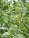 Suc50320.jpg (217513 octets)