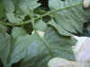 Suc50383.jpg (125943 octets)